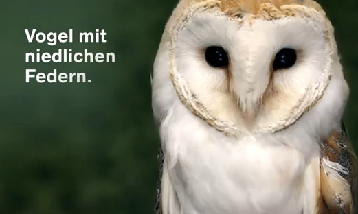 Vogel mit niedlichen Federn